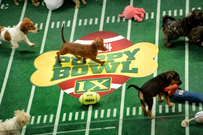 The Puppy Bowl, which you can watch live for free, features playful puppies competing on a miniature football field.