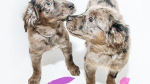 Puppies and Lipstick