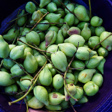 The Amazing Skin Benefits of Kakadu Plum