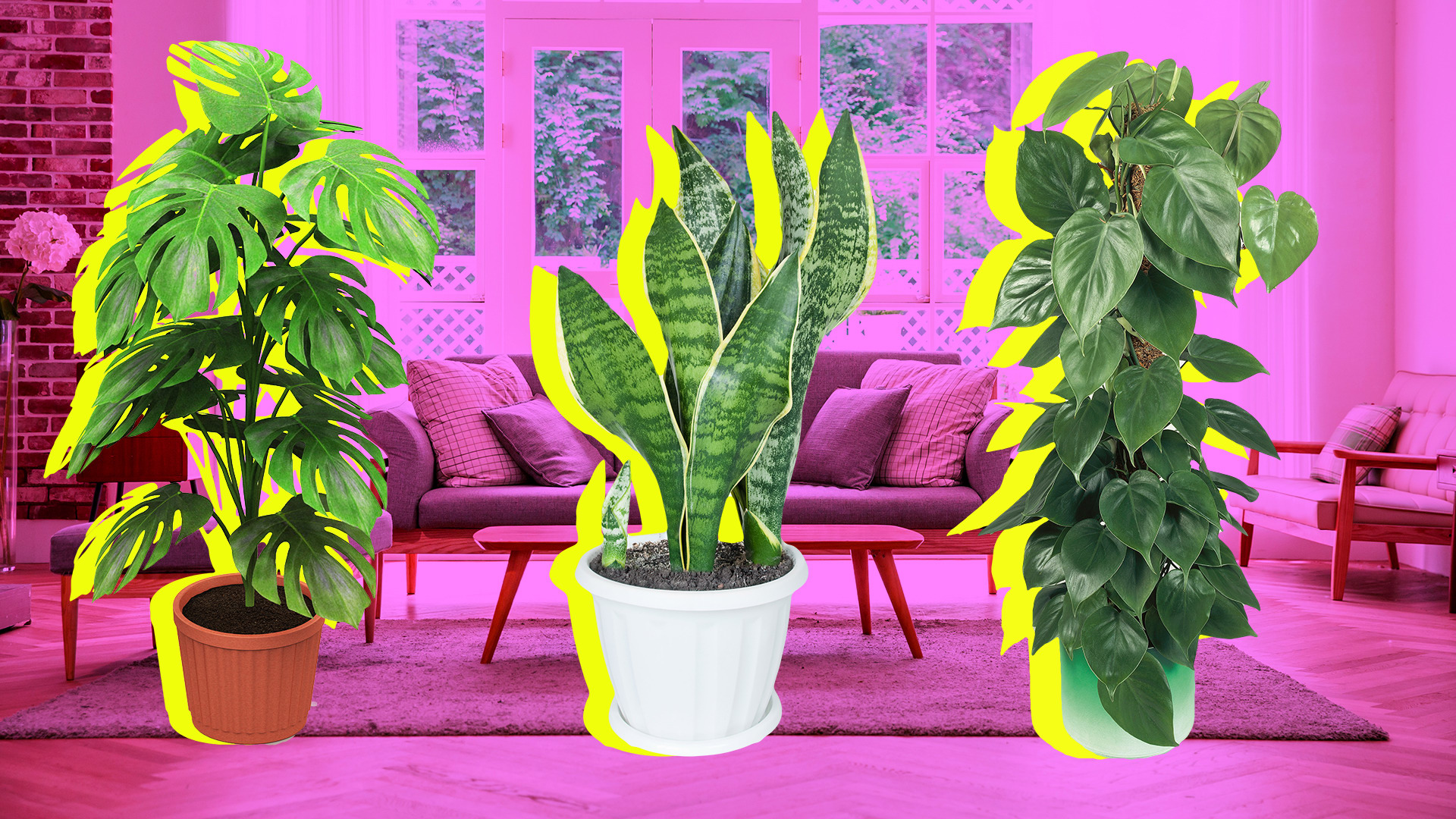 STYLECASTER | Low Light Loving Plants