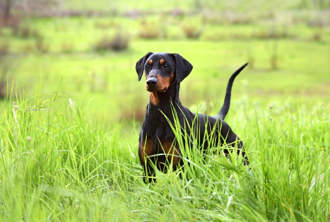 Doberman/German Pinscher Dog