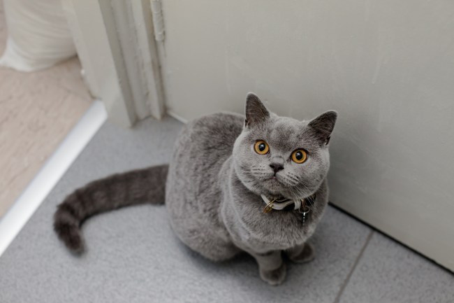 British Blue Shorthair