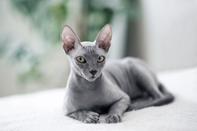 Sphynx Cat