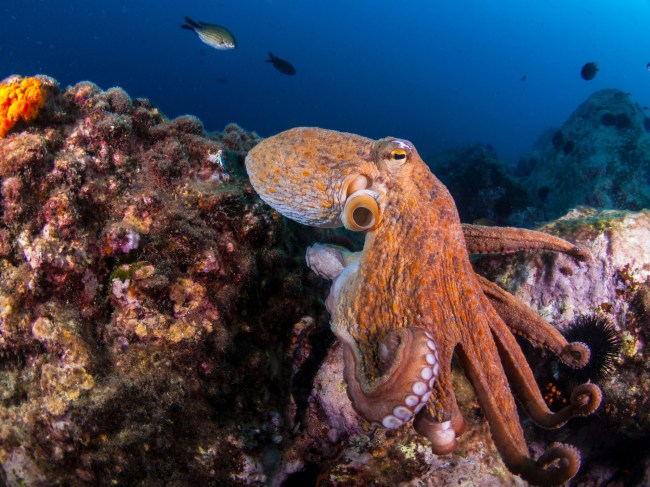 Octopus swimming along a rock in a coral reef