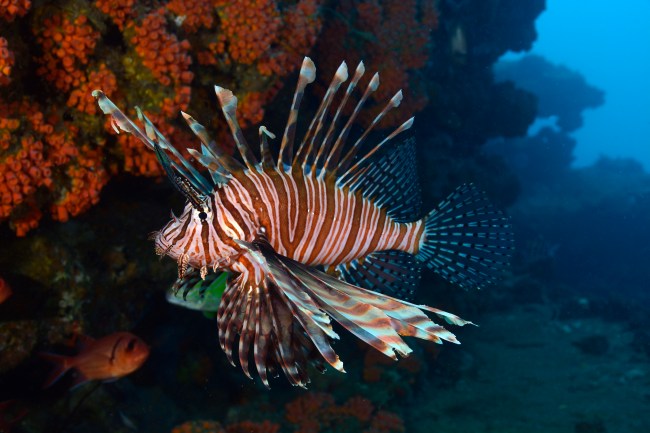 Red Lionfish swimming along orange coral reef