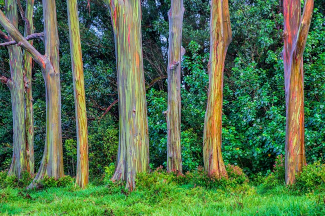 Eucalyptus deglupta is a tall tree, commonly known as the rainbow eucalyptus, Mindanao gum, or rainbow gum. It is found in an area that spans New Britain, New Guinea, Seram, Sulawesi and Mindanao, and is the only Eucalyptus species with a natural range that extends into the northern hemisphere. It thrives in tropical forests that get a lot of rain.
