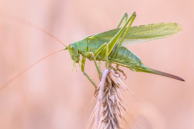 Pisces Grasshopper
