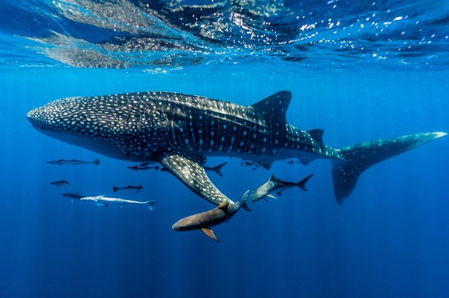 A whale shark swimming through Exmouth, Ningaloo Reef, Ningaloo Marine Park, Western Australia, Australia.