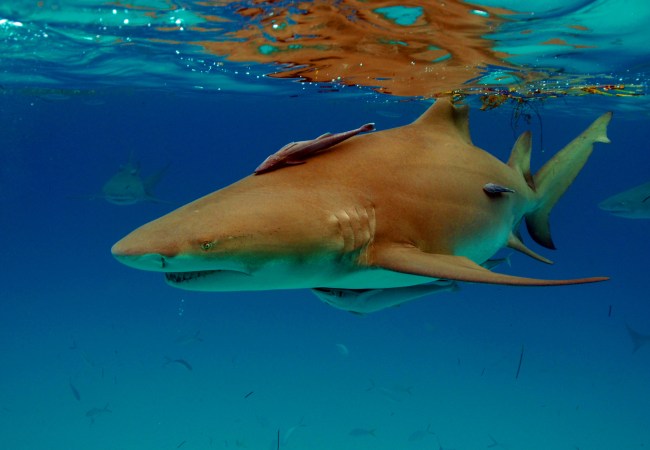 A beautiful natural image of a Lemon Shark in its relaxed state, the natural behavior of sharks is important to capture.