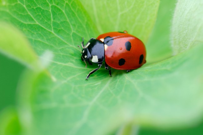 Taurus Ladybug