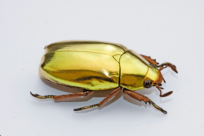 Jewel Scarab