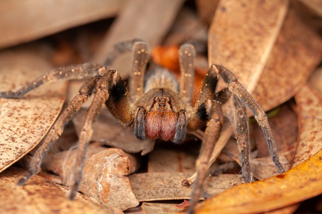 Brazilian Wandering Spider