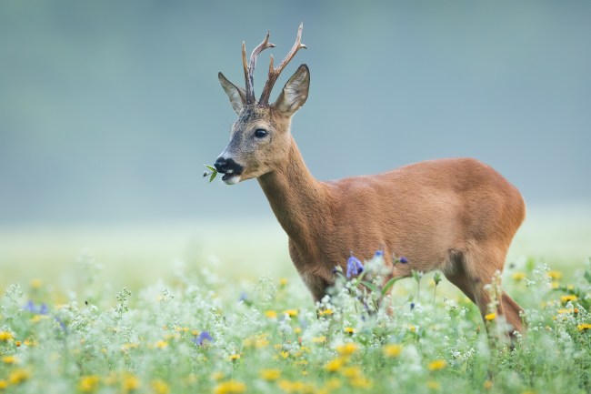 Roe Deer