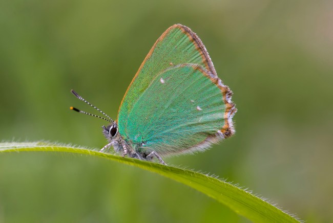 Juniper hairstreak butterfly