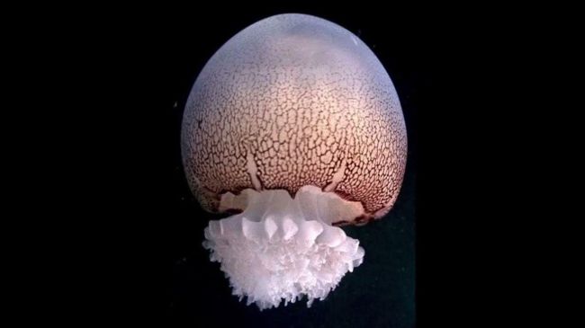 Cannonball Jellyfish
