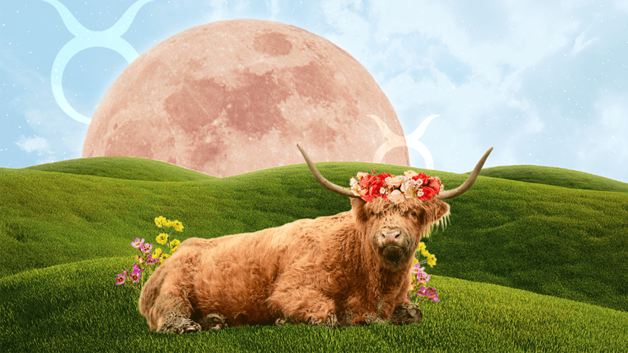 A bull wearing a flower crown in front of a full moon, representing the beauty of Venus in Taurus