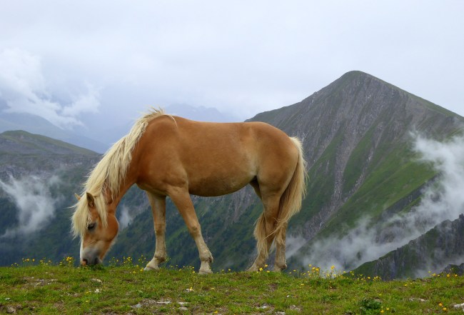 Haflinger horse