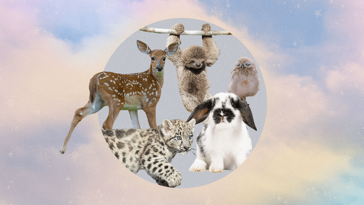 An arrangement of baby animals (including a fawn, a cub, a bunny, a sloth, and a bird) over a cloudy light blue-pink sky