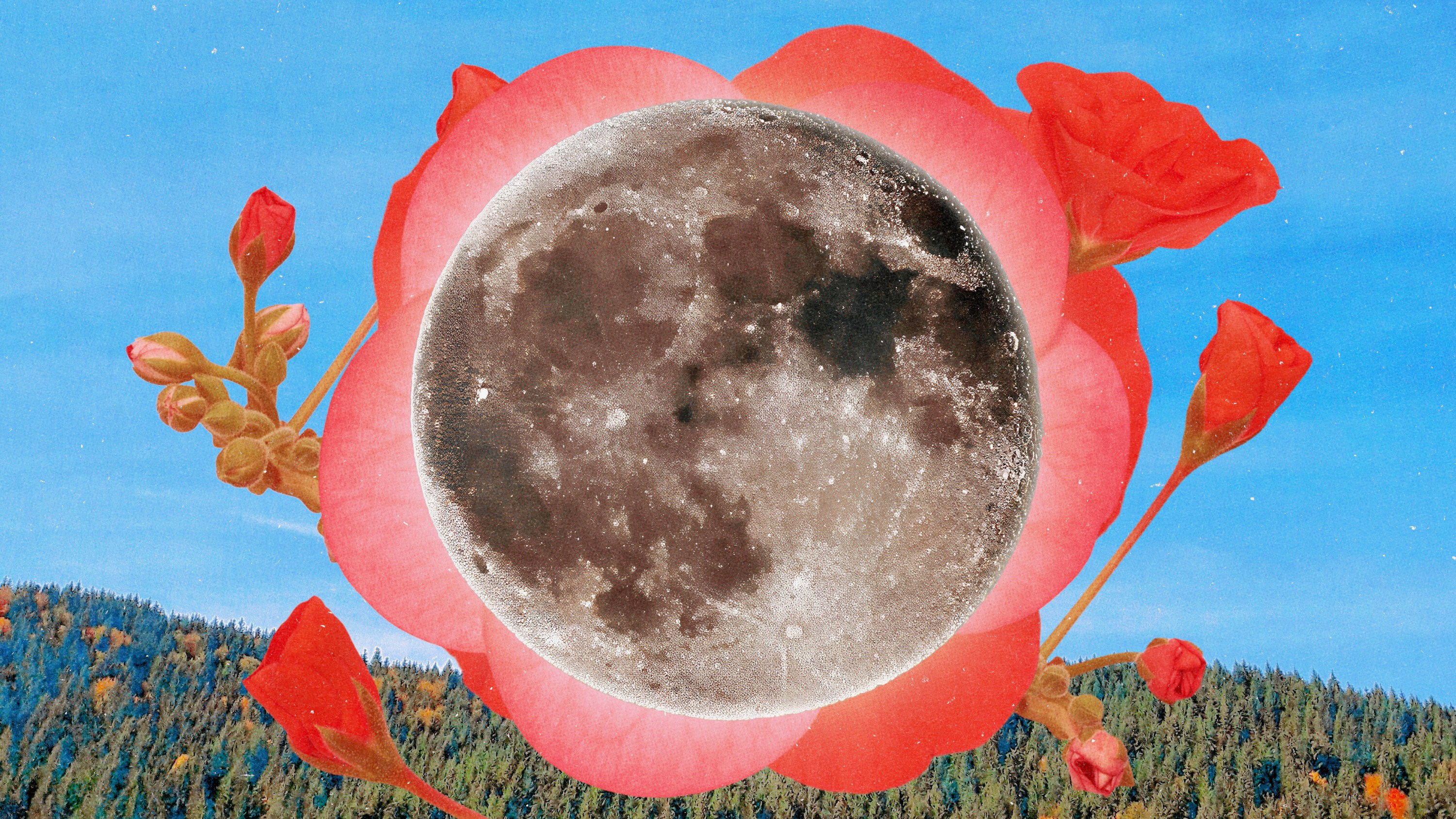 A full moon hanging over a pink flower in a blue sky