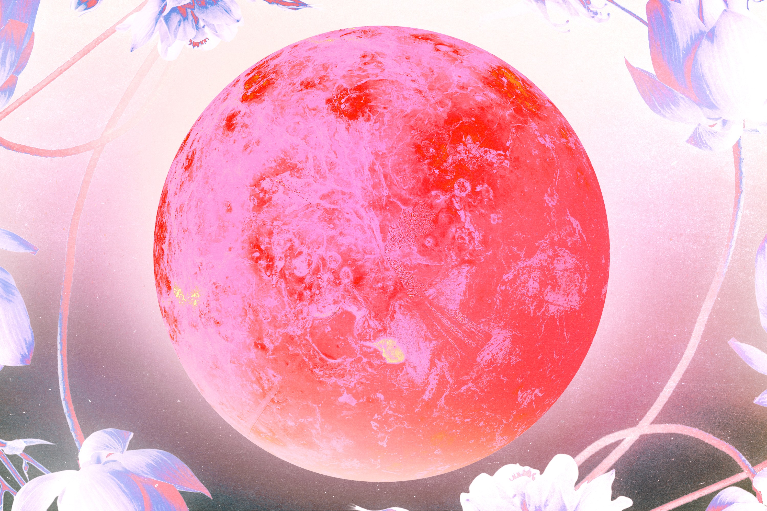 A bright pink planet Venus surrounded by light purple flowers